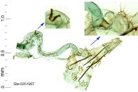 Mompha miscella