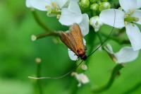 Cauchas rufimitrella