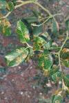 Ectoedemia heringella