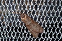 Tortricodes alternella