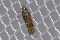 Carpatolechia decorella