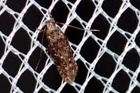 Carpatolechia decorella