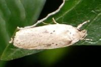 Agonopterix yeatiana