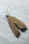Bactra lancealana