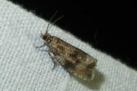 Celypha lacunana