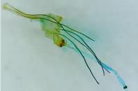 Nemapogon inconditellus