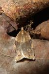 Clepsis spectrana