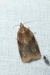 Clepsis spectrana