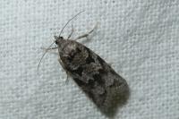 Cnephasia