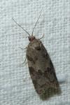 Cnephasia