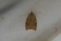 Aleimma loeflingiana