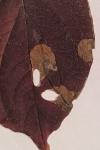 Antispila petryi