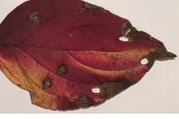 Antispila petryi