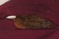 Antispila petryi