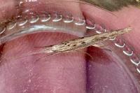 Ypsolopha mucronella