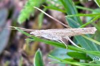 Ypsolopha mucronella