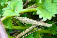 Ypsolopha mucronella