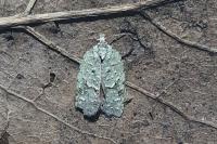 Acleris literana