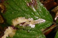 Coptotriche