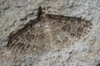 Alucita desmodactyla