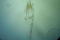 Alucita desmodactyla