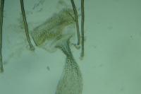 Alucita desmodactyla