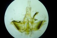 Infurcitinea captans