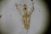 Aproaerema suecicella