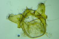 Infurcitinea atrifasciella