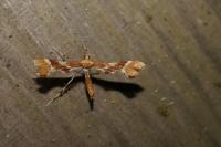 Cnaemidophorus rhododactylus