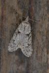Diurnea fagella