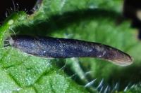 Coleophora albitarsella