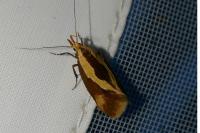 Harpella forficella