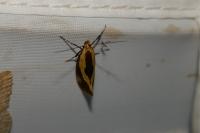 Harpella forficella