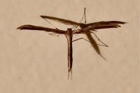 Emmelina monodactyla