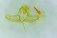 Batia lunaris