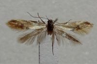 Batia lunaris