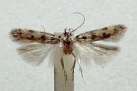 Bryotropha domestica