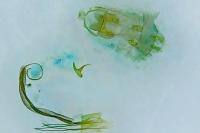 Coleophora flaviella