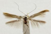Coleophora flaviella