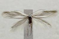 Elachista argentella