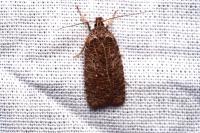 Agonopterix rutana