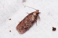 Depressaria