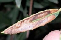 Metriochroa latifoliella