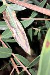 Metriochroa latifoliella
