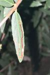 Metriochroa latifoliella
