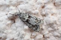 Diurnea fagella