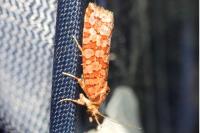 Lozotaeniodes formosana