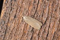 Acompsia cinerella
