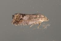 Cydia splendana